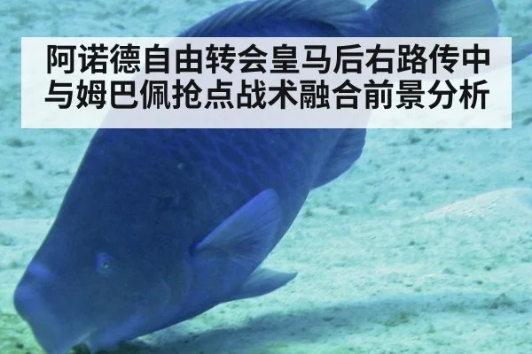 阿诺德自由转会皇马后右路传中与姆巴佩抢点战术融合前景分析